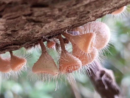 fungo del genere cookeina, a forma di scodella, color carne, pieno di quelli che sembrano "peli"