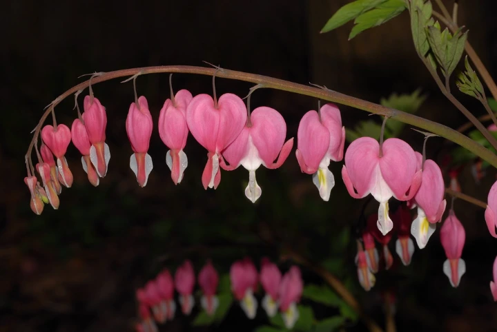 Cuori di Maria, fiori a forma di cuore, di un rosa delicato